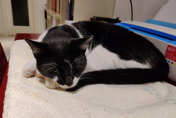 Ospedaletti: trovato stamattina gatto bianco e nero in via Cavour, si cercano i proprietari