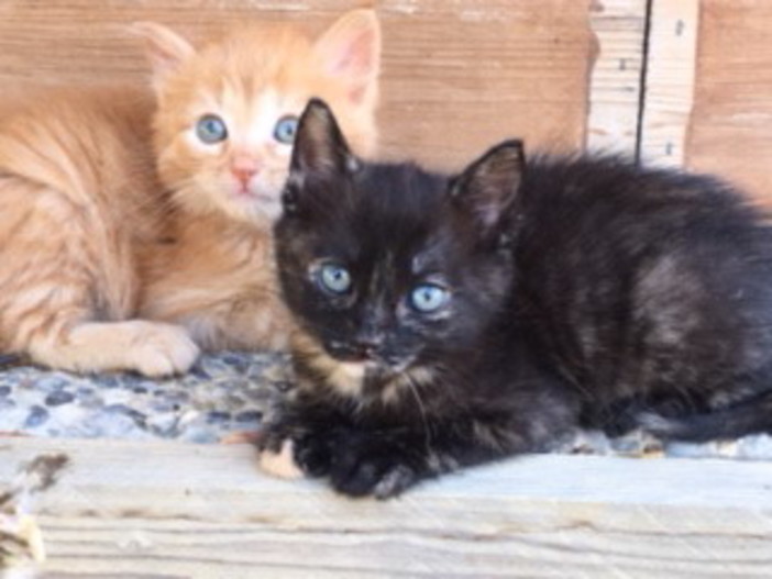 Taggia: i due gattini di un mese e mezzo hanno trovato una casa