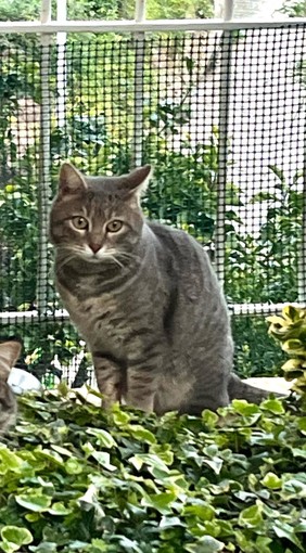 Sanremo: un bellissimo gatto tigrato cerca una nuova casa