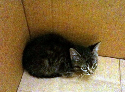 Arma Taggia: trovata gattina in un cofano di un'auto, la segnalazione ai proprietari