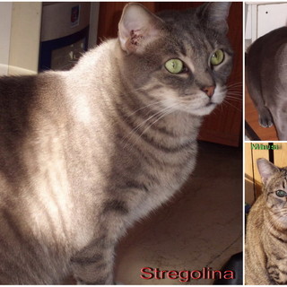 Lega del Gatto di Sanremo: tre gatte adulte in cerca di nuove famiglie