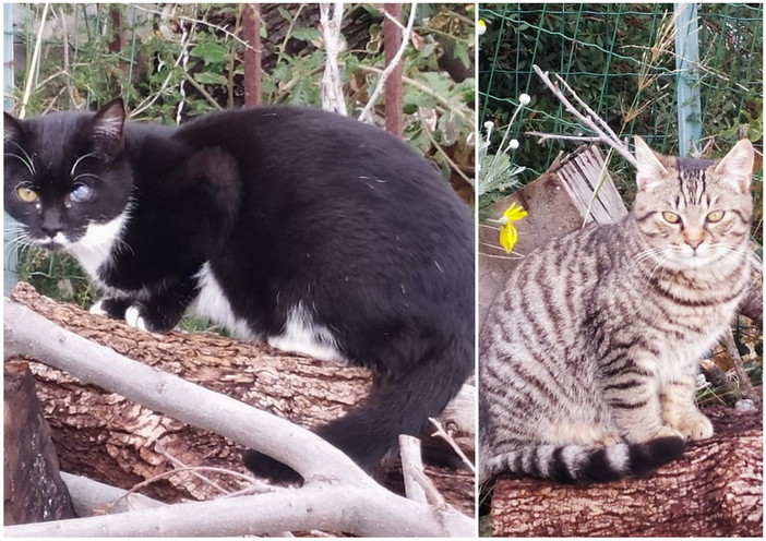 Sanremo; due gattini di cinque mesi cercano nuove famiglie