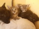 Sanremo: i cinque splendidi gattini in cerca di una famiglia hanno trovato casa