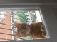 Sanremo: da giovedì non si hanno più notizie del gatto Panky, la preoccupazione della proprietaria