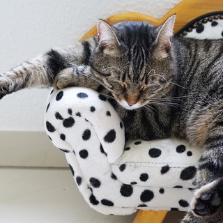 Quali sono gli accessori per animali più acquistati nel 2023
