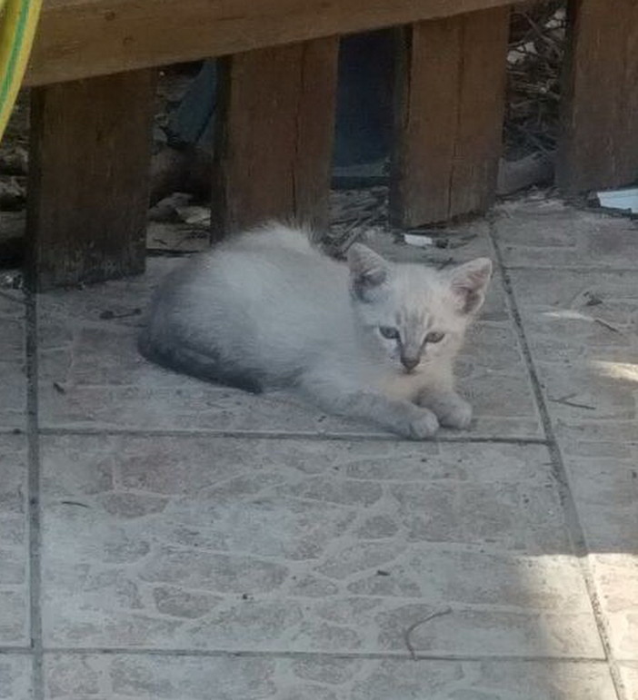 Ceriana: quattro bellissimi gattini cercano nuove famiglie