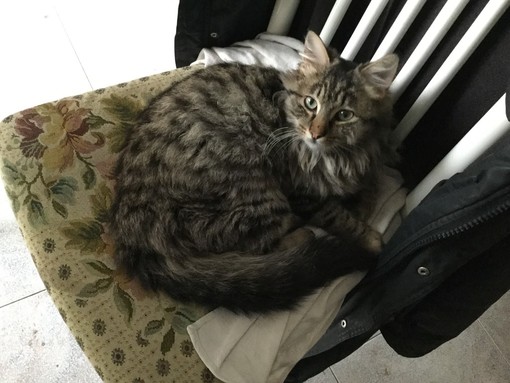Sanremo: dopo due settimane il gatto Leon è stato riportato a casa