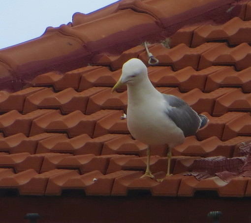 Gabbiani troppo aggressivi a Sanremo, il caso finisce sui media nazionali: “Quando il nemico diventa l’ambiente” Gabbiani troppo aggressivi a Sanremo, il caso finisce sui media nazionali: “Quando il nemico diventa l’ambiente”