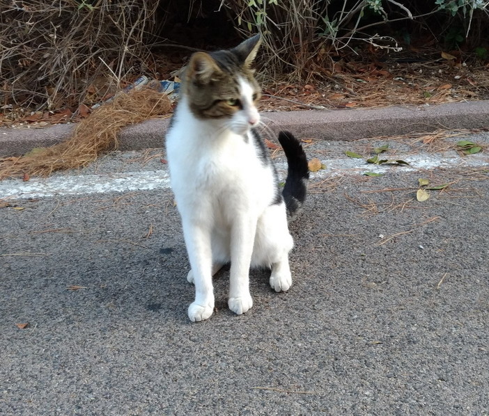 Sanremo: è stato avvistato un gattino sulla pista ciclabile, si cercano i proprietari