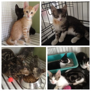 Enpa di Sanremo: tantissimi gattini aspettano di essere adottati