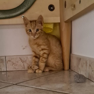 Sanremo: un gattino rosso di tre mesi aspetta di essere adottato
