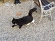 Sanremo: un gatto bianco e nero si aggira in corso Garibaldi, qualcuno lo sta cercando?