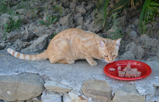 Sanremo: è stata trovata una gattina in zona  Villa Ormond. Si cercano i proprietari