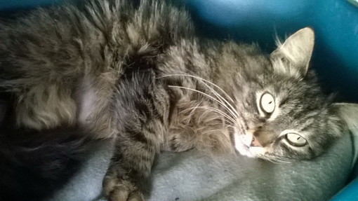 Sanremo: la dolcissima gattina della foto è stata adottata nei giorni scorsi