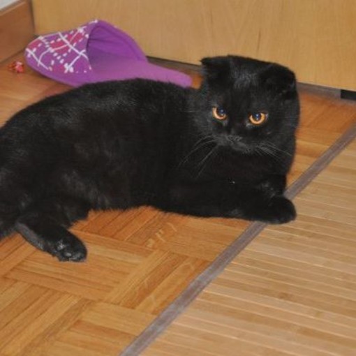 Il gatto Merlino