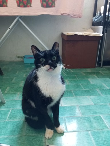 Felix, il gatto salvato a Taggia cerca casa Felix, il gatto salvato a Taggia cerca casa