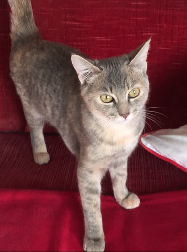 Ventimiglia: smarrita in zona Ville la gattina Mimi di 8 mesi, l'appello dei proprietari