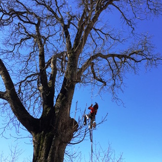Triora: giornata per la cura degli alberi monumentali, il sindaco "Siamo pronti a ripetere l'evento il prossimo anno" Triora: giornata per la cura degli alberi monumentali, il sindaco "Siamo pronti a ripetere l'evento il prossimo anno"
