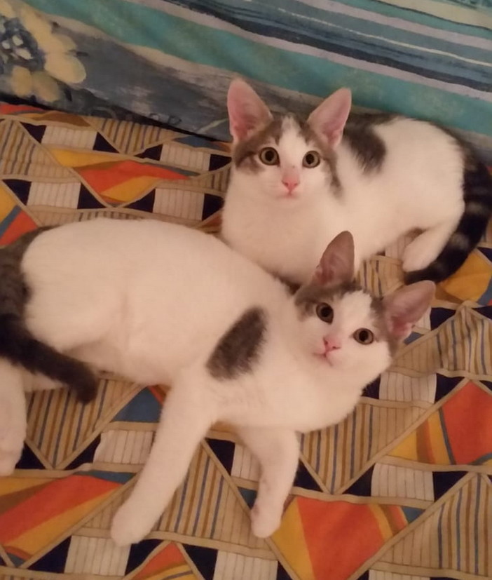 Sanremo: due gattini aspettano anche loro una nuova casetta