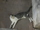 Taggia: trovato gatto nei pressi alla vecchia stazione ad Arma, si cercano i proprietari (foto)
