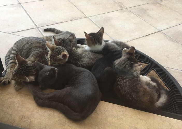 Otto bellissimi gattini di tre mesi stanno cercando più famiglie che li accolgano (foto) Otto bellissimi gattini di tre mesi stanno cercando più famiglie che li accolgano (foto)