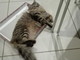 Sanremo: è stato smarrito un gatto, l'appello della proprietaria
