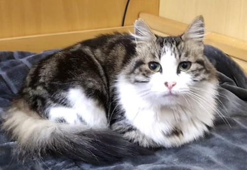 Taggia: la gatta Perla è scomparsa da via Soleri, la sua padrona è preoccupata e la sta cercando