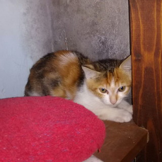 Sanremo: tre bellissimi gattini sono in cerca di nuove famiglie