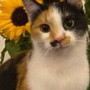 Dolceacqua: smarrita gattina ai primi di dicembre, l'appello dei proprietari