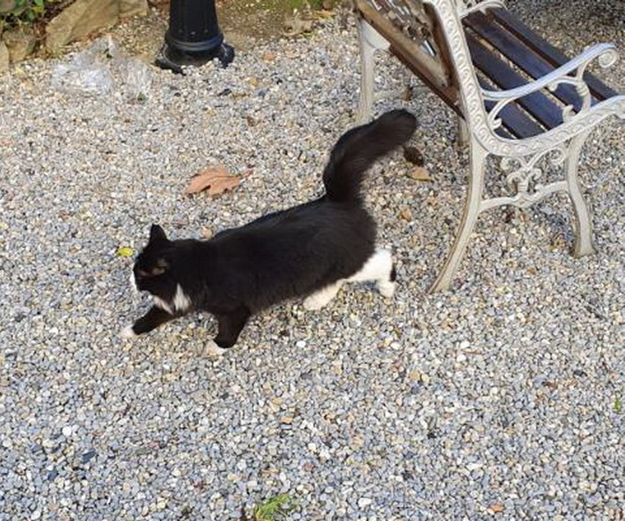 Sanremo: un gatto bianco e nero si aggira in corso Garibaldi, qualcuno lo sta cercando?