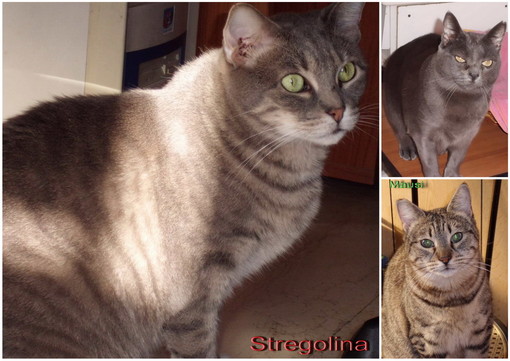 Lega del Gatto di Sanremo: tre gatte adulte in cerca di nuove famiglie