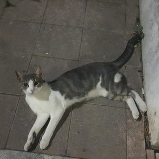 Taggia: trovato gatto nei pressi alla vecchia stazione ad Arma, si cercano i proprietari (foto)