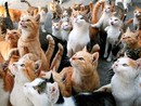 Pigna vieta la somministrazione di cibo ai gatti randagi: scoppia la polemica (Foto) Pigna vieta la somministrazione di cibo ai gatti randagi: scoppia la polemica (Foto)