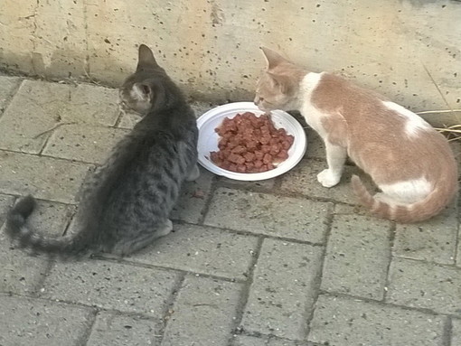 Arma di Taggia: due bellissimi gattini aspettano di essere adottati Arma di Taggia: due bellissimi gattini aspettano di essere adottati
