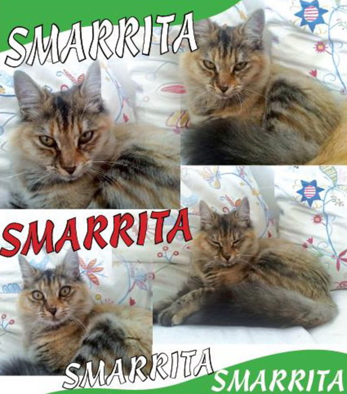 Sanremo: smarrita in via Val D'Olivi la gattina Lucia