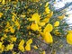 La ginestra, il fiore, tipico della Liguria ponentina, ha visto una fioritura anticipata