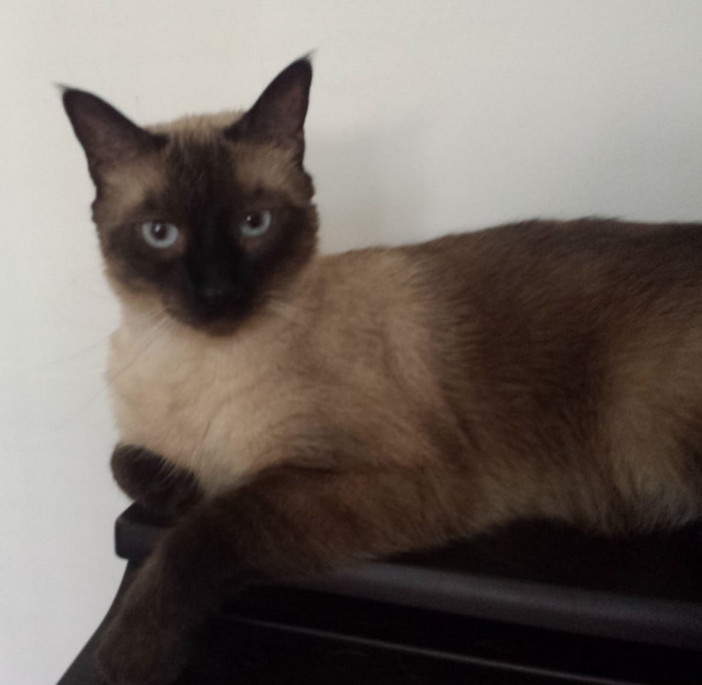 Arma di Taggia: il gatto Artù è stato trovato, i ringraziamenti dei proprietari