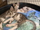 Arma di Taggia: altri gattini con la loro mamma sono stati abbandonati, si cercano per loro nuove famiglie