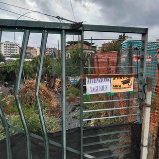 Taggia: gatto mutilato, "Non ci sono tagliole, abbiamo problemi con la colonia felina" Taggia: gatto mutilato, "Non ci sono tagliole, abbiamo problemi con la colonia felina"
