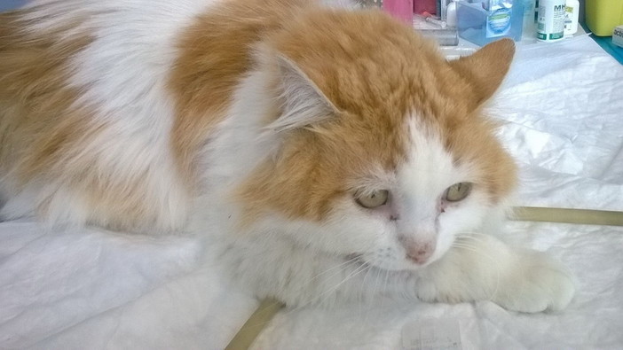 Sanremo: il dolcissimo gattone Oreste ha trovato una nuova famiglia Sanremo: il dolcissimo gattone Oreste ha trovato una nuova famiglia
