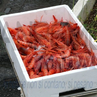 Ventimiglia vuole la Deco per il 'gambero rosso' pescato davanti alla Mortola, si apre una sfida con Sanremo?