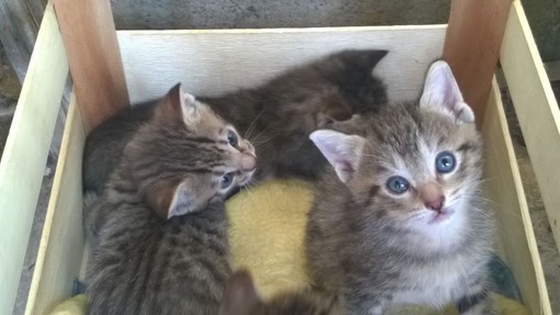 Taggia: tre deliziosi gattini tigrati sono in cerca di una famiglia che li adotti. Tutte le info