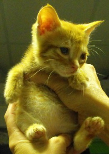 Sanremo: cinque bellissimi gattini di circa 40 giorni aspettano di essere adottati