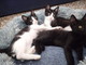 Sanremo: tre dolcissimi gattini sono in cerca di nuove famiglie
