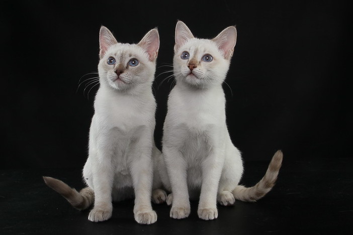 Sanremo: i gatti più belli del mondo al Palafiori, weekend con l'Esposizione Internazionale Felina