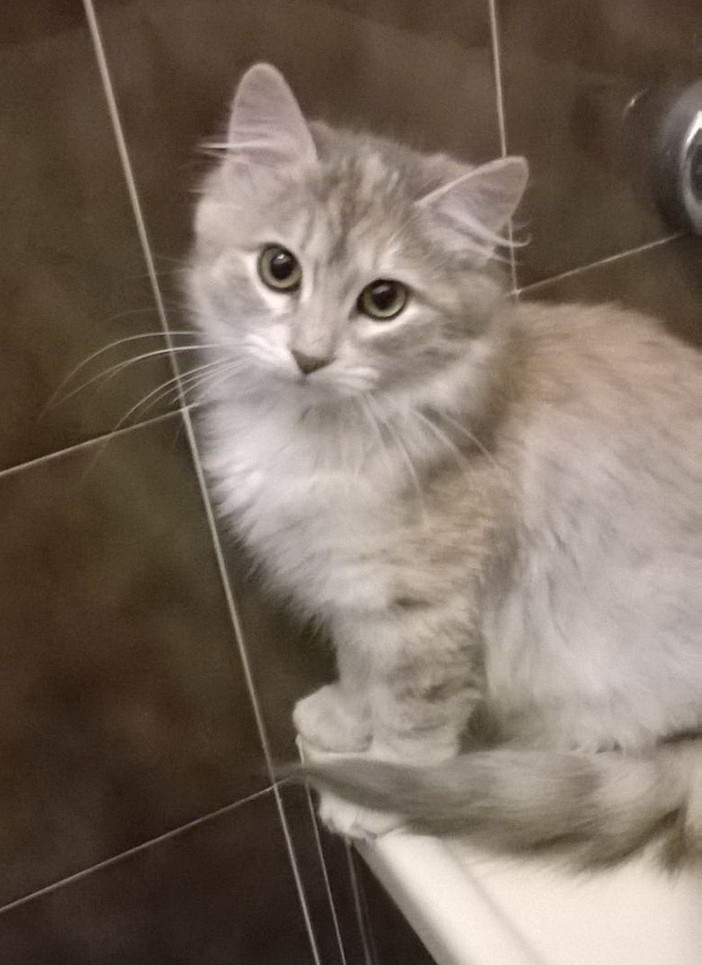 Sanremo: la bellissima gattina a pelo lungo è stato adottata