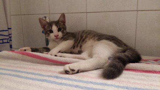Sanremo: trovato giovane gatto bianco e grigio in zona funivia, si cercano i proprietari Sanremo: trovato giovane gatto bianco e grigio in zona funivia, si cercano i proprietari