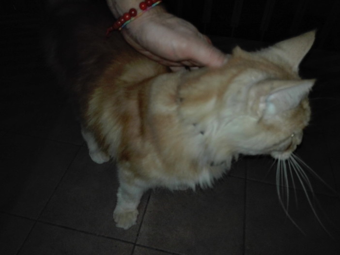 Sanremo: ritrovato gatto Filippo, la felicità e i ringraziamenti dei propretari