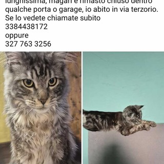 Maine Coon scomparso da oltre 24 ore: l’appello del proprietario
