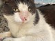 Taggia: è stato smarrito il gatto banco e nero di nome Silvestro, l'appello dei proprietari